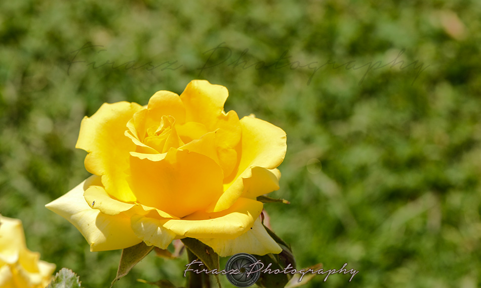 Roses3-yellow